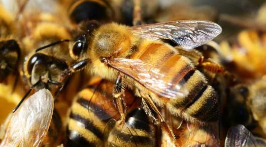 Gyomorvész kínozza a méhet? A csiperkegomba lehet az ellenszer