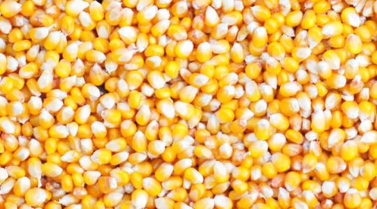 Rekordtermés! Ömlik a kukorica a világpiacra