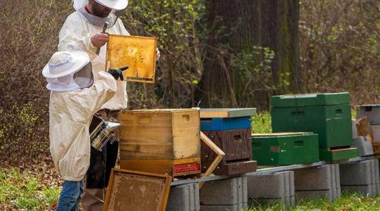 Határozott fellépés: szigorodnak a méz minőségi követelményei