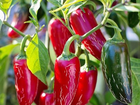 A Jalapeño paprika a Duna-Tisza köze sikerzöldsége – mégsincs belőle elég! A Jalapeño paprika a Duna-Tisza köze sikerzöldsége – mégsincs belőle elég!