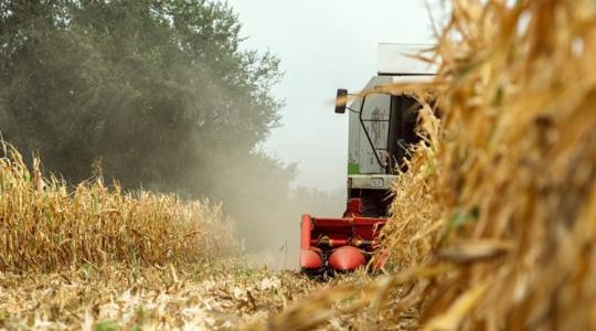 Tragikus kukoricatermés: öt tonna alatti hektáronkénti eredmények Békésben