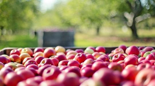 A migrációs feszültségek a lengyel alma exportját is befolyásolják