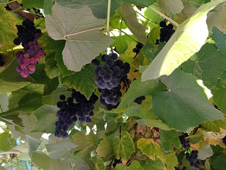 kormin szőlő