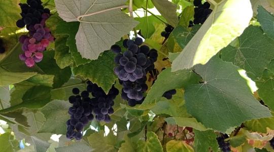 Mi fán terem a direkttermő szőlő? 