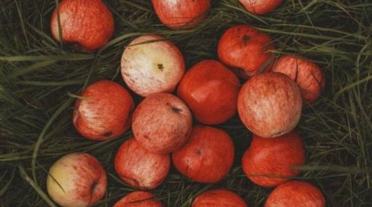Mélyrepülésben az alma ára – Aggódnak a lengyel almatermesztők