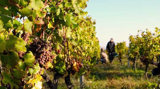 A szárazság kedvezően hathat a szőlőtermesztésre?
