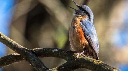 Vészjósló csend az erdőben – miért halkul el a madárdal?