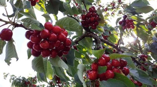 Hogyan válasszunk gyümölcsfát a kertünkbe? – A szakértő válaszol