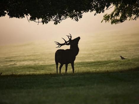 Ítélet született a vadasparkban nevelt szarvasbikával üzletelő vadászok ügyében 