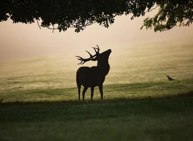 Ítélet született a vadasparkban nevelt szarvasbikával üzletelő vadászok ügyében 