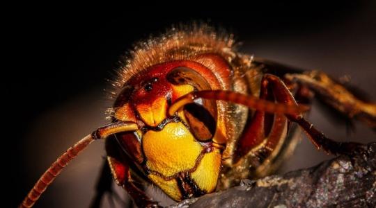 A méhek pánikkiáltást hallatnak, ha közelednek a gyilkos darazsak