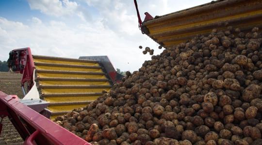 Burgonya: vészesen csökkenő termőterületek