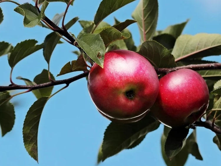 alma a gyümölcsfán