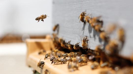 Turbózd fel a méheid memóriáját (igen, ez több mézet jelent) 