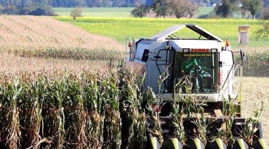 Kukorica Zalában: jó a termés és 40-50 százalékkal drágábban adják el a gazdák, mint tavaly