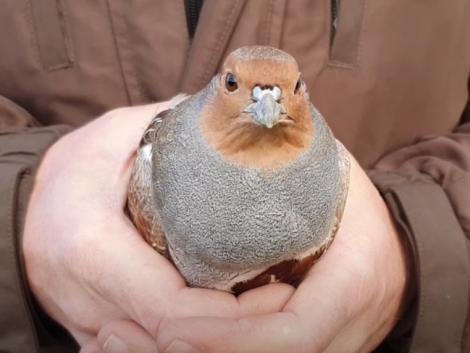 Miért tűnik el a fogoly és mit tehetünk az apró madarakért?