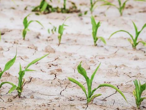 Jég és aszály: 10 milliárd forintnál tartanak az idei agrárkárok