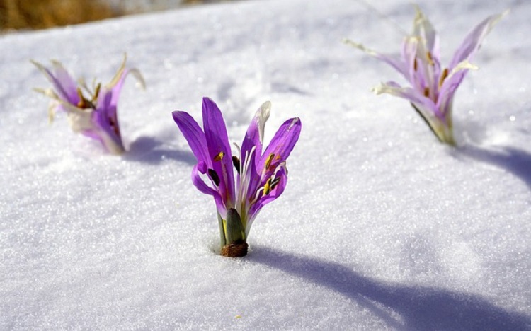 virág hóban