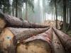 Erdészeti politika: nem kérünk az Európai Bizottság hatáskörelvonási kísérletéből