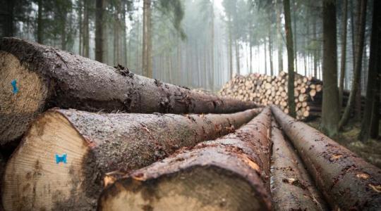 Erdészeti politika: nem kérünk az Európai Bizottság hatáskörelvonási kísérletéből