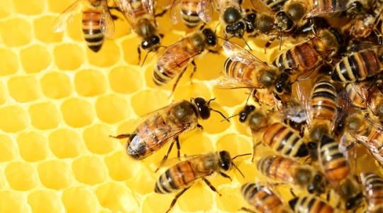 Mélyrepülés: felére csökkent a méhészet jövedelmezősége