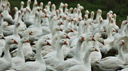 Rossz hír! Már hazai kacsa- és lúdállományban is megjelent a madárinfluenza