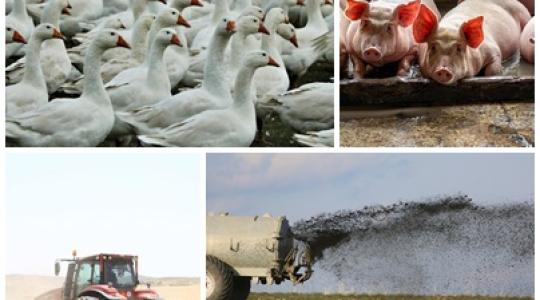 Műtrágyahiány, madárinfluenza, reménytelen helyzetben a sertéstartók
