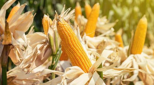 Nehéz éven vannak túl a kukoricatermesztők – Így legyen jobb a következő!