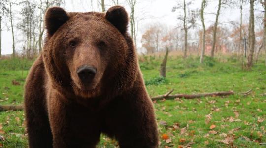 Medve támadt egy 70 éves vadászra