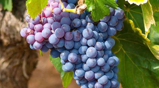 Hogyan válasszunk szőlőoltványt?