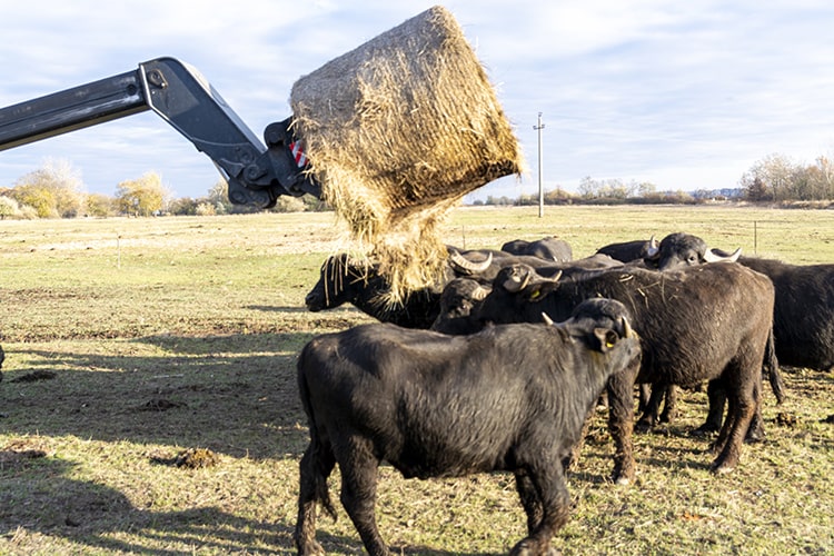 Traktor és bálarakodó kiegészítő segíti a bivalypark munkáját