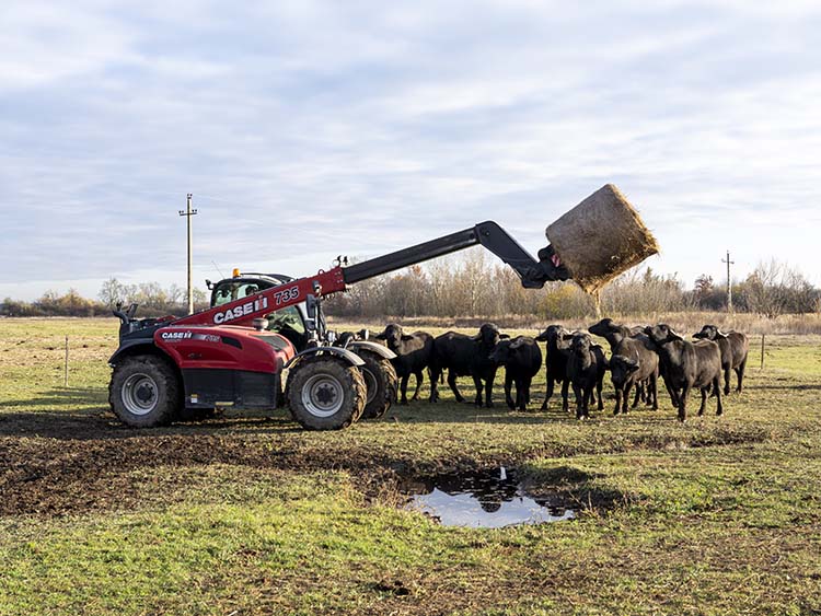 Traktor bálázórakodóval, bivalyok táplálkoznak