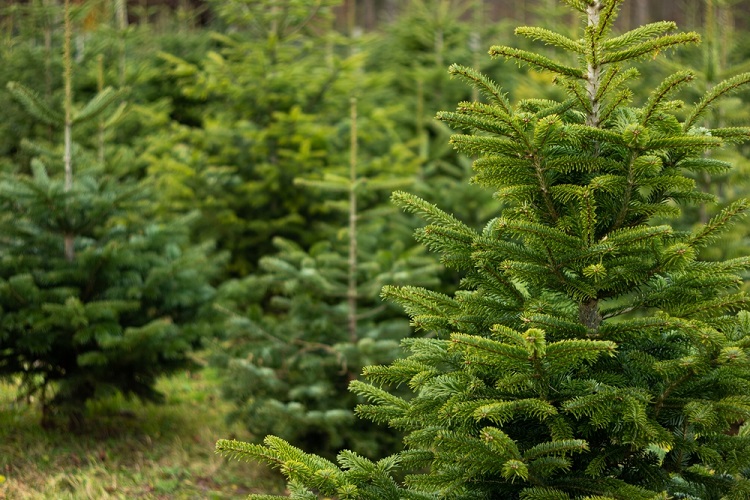 karácsonyfa fenyőfa