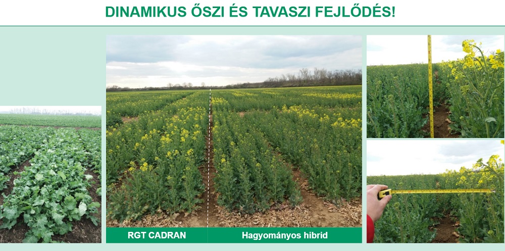 repce fejlődése