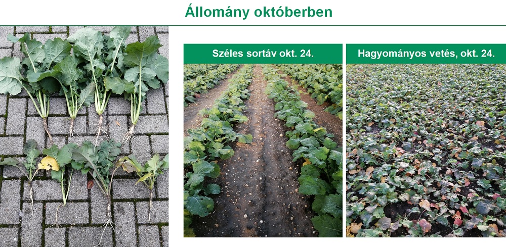 repceállomány októberben