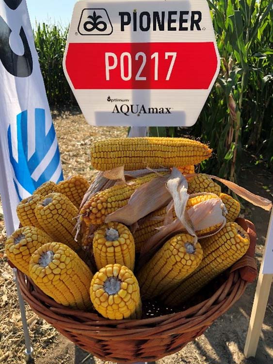 P0217 Pioneer kukorica hibrid csövei