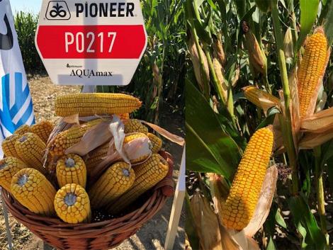 Kiugró termőképességű új Pioneer® hibridek a kukoricaérésidő-skála két oldalán