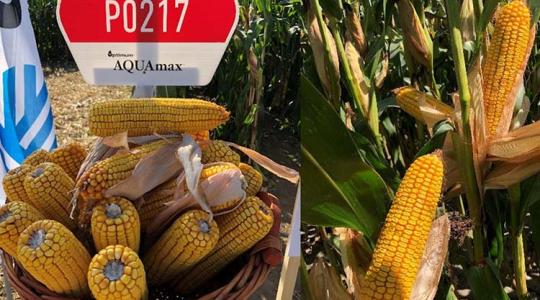 Kiugró termőképességű új Pioneer® hibridek a kukoricaérésidő-skála két oldalán
