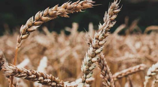 Éhezést is okozhatnak az elszállt gabonaárak?