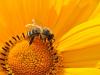 Rossz hír: a globális felmelegedés a háziméheket is veszélyezteti