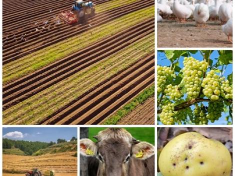 Nőnek a terményárak, újabb megyékben jelent meg a madárinfluenza, így termelj a támogatásokért