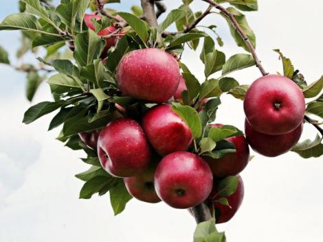 Az idei szezon kemény próba lesz a lengyel almatermesztők és exportőrök számára