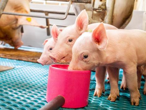 Eredményes lehet a baromfi- és sertéságazat antibiotikumok nélkül!