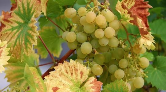 Friss hírek a szőlészeti-borászati ágazat támogatásairól