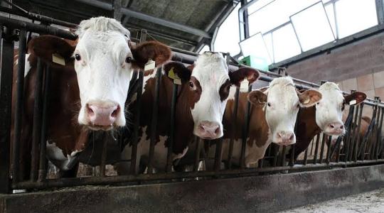 Döbbenetes számok! Sorra zárnak be a német állattartó gazdaságok