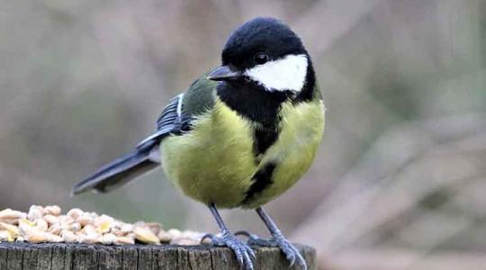 Téli madáretetés: sokan félreértik a madáretetők célját!