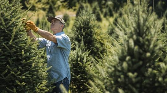 Honnan és hogyan kerül a fenyőfa az otthonunkba? – A karácsonyfák előélete
