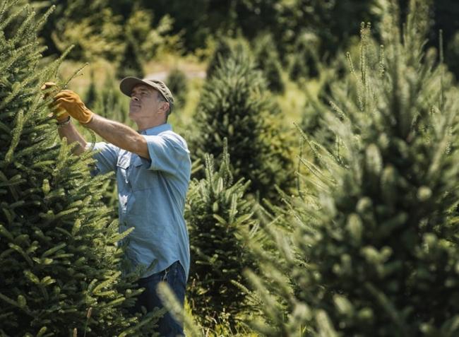 Honnan és hogyan kerül a fenyőfa az otthonunkba? – A karácsonyfák előélete