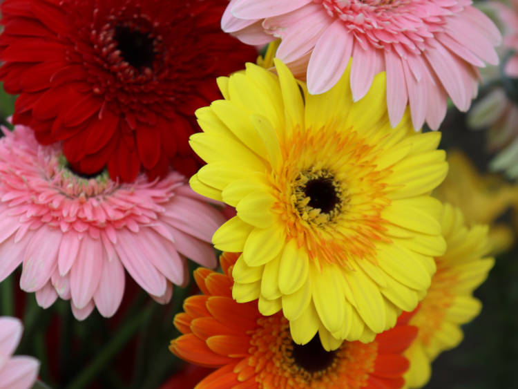 A gerbera százszorszépek népszerű vágott virágok, és a piros, barack, sárga, narancs, rózsaszín, halvány és lila vidám, meleg árnyalataiban kaphatók.
