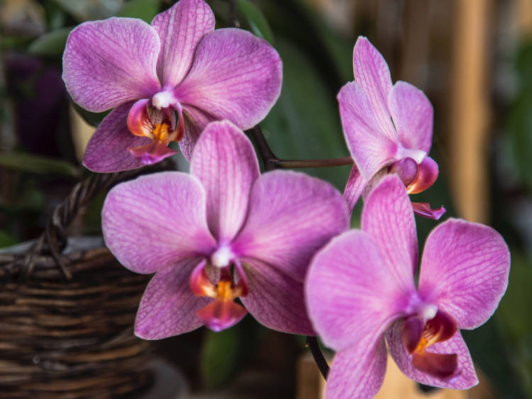 A Moth Orchidea nemcsak illatos és élénk virágaival varázsol el minket, de képes a levegőből a xilolt és a toluolt is felszívni.